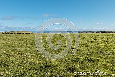 Photograph of a herd of black cows on King Island Stock Photo