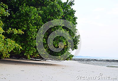 A Huge Mangrove Tree at Sandy Beach - Vijaynagar Beach, Havelock Island, Andaman Nicobar, India Stock Photo