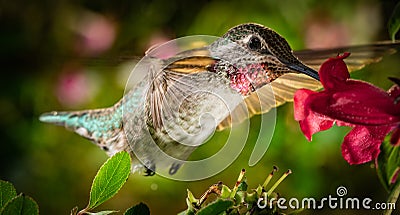 Hummingbird visits the colorful garden Stock Photo