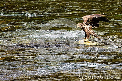 Immature Bald Eagle in Lamar River Stock Photo