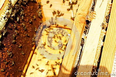 Photograph of the inside of a Honey hive containing traditional wooden Stock Photo