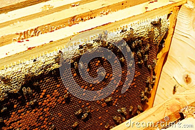 Photograph of the inside of a Honey hive containing traditional wooden Stock Photo