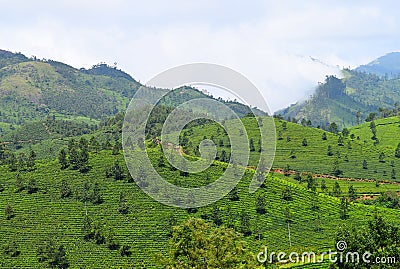 Green Landscape in Munnar, Idukki, Kerala, India - Natural Background with Mountains and Tea Gardens Stock Photo