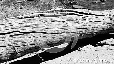 A driftwood large log washed up on a bank. Stock Photo