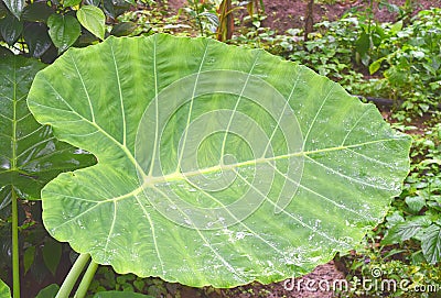 Large Green Leaf of Colocasia Esculenta - Taro, Elephant Ear or Eddoe Plant Stock Photo