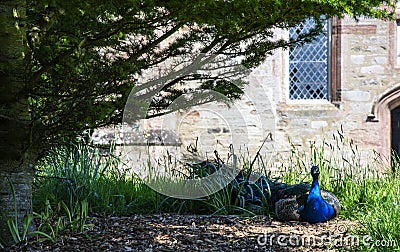 Male Peacock Resting Under Tree Stock Photo