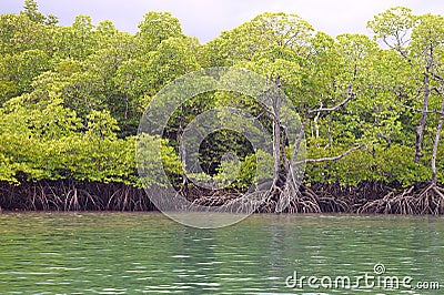 Mangrove Trees with Aerial Roots in Forest and Water Creek - Green Landscape - Baratang Island, Andaman Nicobar, India Stock Photo