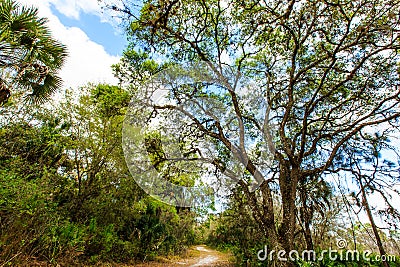 Nature Trail in Jelks Preserve Venice Florida Stock Photo