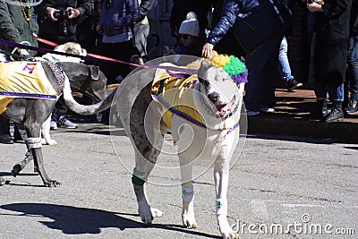 Pet Parade Soulard Mardi Gras 2019 Editorial Stock Photo