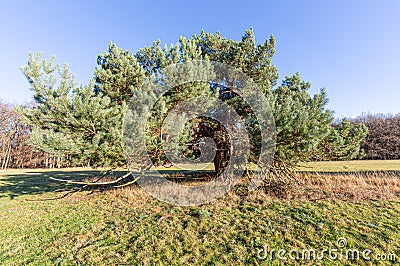 Photograph of an old gnarled pine tree on a sunny day Stock Photo