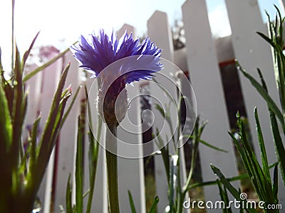 Photograph of Opened Blue Bachelor Button Flower Stock Photo