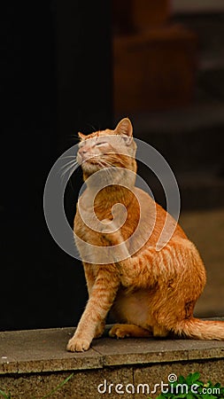 A cat scratching his neck Stock Photo