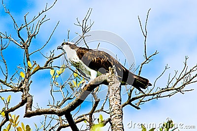 Osprey on Captiva Island Florida Stock Photo