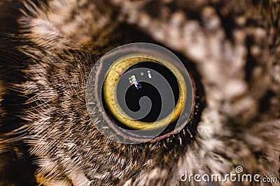 Photograph of an ow `s eye in high resolution. Eye of an animal in high quality, pupils in detail Stock Photo