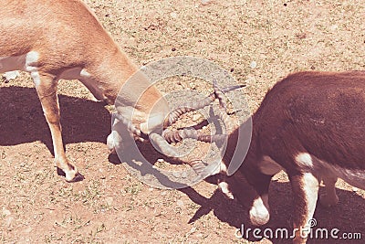 Pair of antelopes about to fight Stock Photo