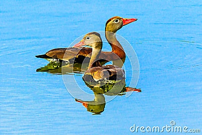 Pair of Whistling Ducks at Myakka Stock Photo