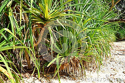Pandanus Odorifer - Kewda or Umbrella Tree with Long Spiny Leaves - Pine - Tropical Plant of Andaman Nicobar Islands Stock Photo