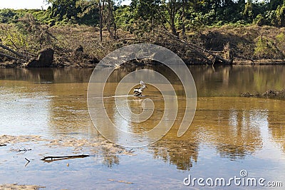 Photograph of a Pelican in the Nepean River in Yarramundi Reserve in regional Australia Stock Photo