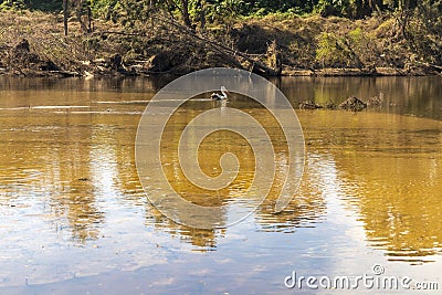 Photograph of a Pelican in the Nepean River in Yarramundi Reserve in regional Australia Stock Photo