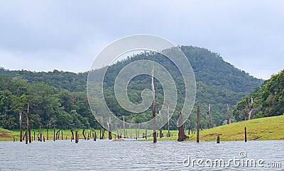 Periyar Lake with Submerged Trees and Hill, Kerala, India Stock Photo