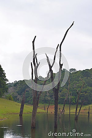 Periyar Lake with Tree Trunks in Water with Hills in Background, Thekkady, Kerala, India Stock Photo