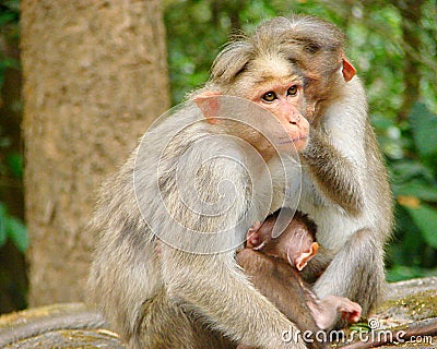 Bonnet Macaque - Indian Monkey - Family with a Young Kid Stock Photo