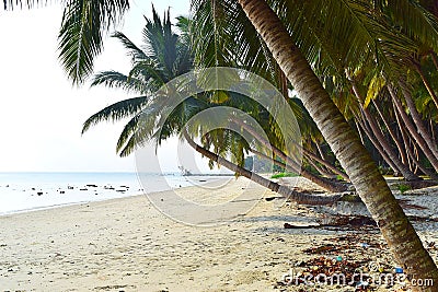 Row of Palm Trees at Peaceful Serene Beach, Vijaynagar, Havelock Island, Andaman, India Stock Photo