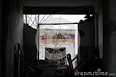 Photograph of the ruins of wooden debris boards and window frames in an abandoned industrial old building with a young tree and a Stock Photo
