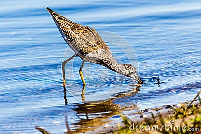 Sandpiper on Beach in Venice Florida 2 Stock Photo