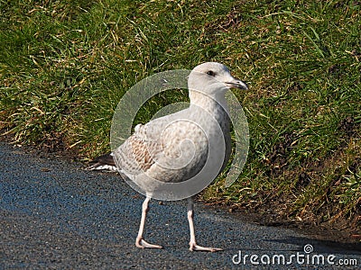 Seagull Roaming Around Stock Photo