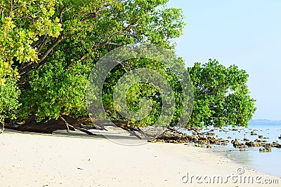 Serene White Sandy Beach with Lush Green Mangroves on Bright Sunny Day - Vijaynagar, Havelock Island, Andaman, India Stock Photo