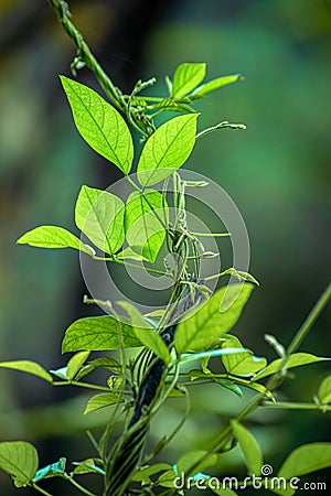 Green Serenity: Capturing the Beauty of a Small Plant in Nature Stock Photo
