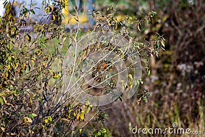 photograph of shrub with a small robin on one of its branches. Stock Photo