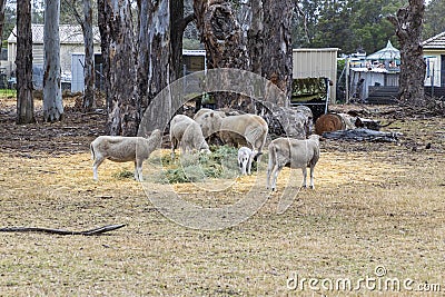 Photograph of a small group of sheep feeding near residential houses in Australia Stock Photo