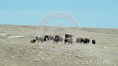 A small herd of a buffalo with one lone steer in the herd Stock Photo