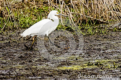 Snowy Egret Striding Out at Myakka Stock Photo