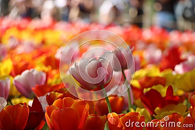 Field of tulips of various colors Stock Photo