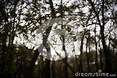 A Spider Web is Suspended Between Two Trees in Jester Park, Iowa Stock Photo