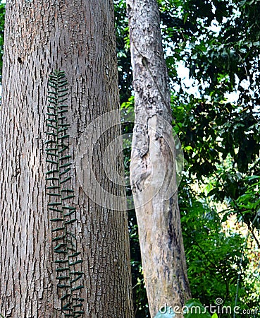 Thick Strong Woody Trunk - Hardwood Timber of Dipterocarpus Turbinatus - Garjan Tree - Andaman Tropical Forest Stock Photo