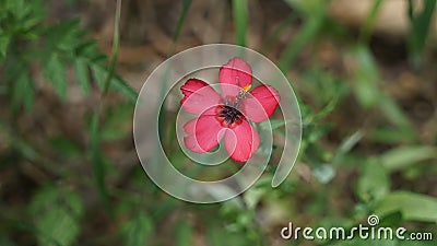 A tiny red wildflower blooming with a hard working bee on the flower peddle. Stock Photo