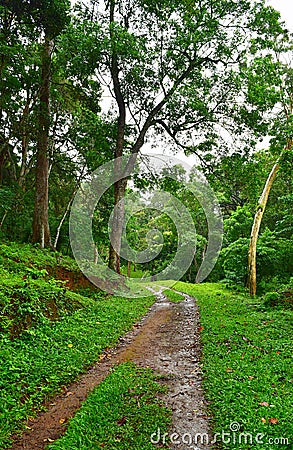 Nature Trail in Green Forest - Periyar Forest, Kerala, India Stock Photo