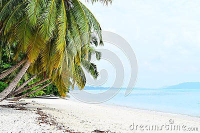 White Sandy Beach with Azure Water with Row of Coconut Trees and Greenery - Vijaynagar, Havelock, Andaman Nicobar, India Stock Photo