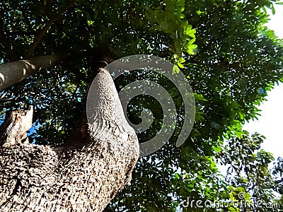 Dense tree in Forest, photo taken from ground angle. Stock Photo