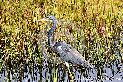 Tricolored Heron in Myakka River State Park Stock Photo