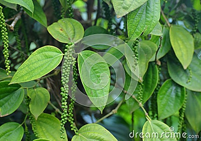 Black Pepper Vine - Piper Nigrum - Green drupes with Leaves in Kerala, India Stock Photo