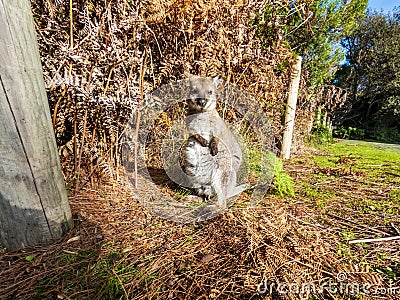 Photograph of a Wallaby joey on King Island in Tasmania Stock Photo