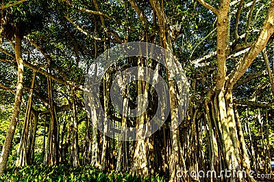 Ringling Circus Museum Grounds Forest Stock Photo