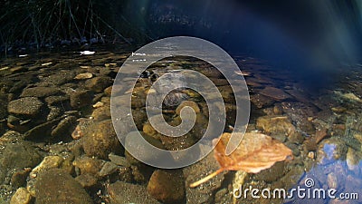 Photograph at the water`s edge in a river in CÃ¡ceres with stones in the background and tree branches in the water, in Spain. Stock Photo