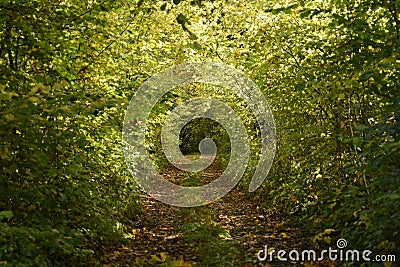 Leafy tunnel over a track in autumn Stock Photo