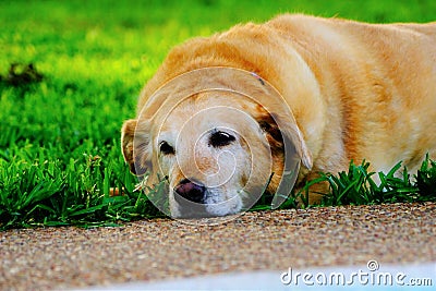 A photograph of a yellow labrador laying in the grass Stock Photo